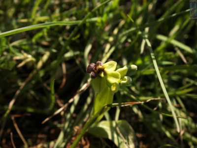 Il minuscolo fiore giallo dell�Ophrys bombiliflora che spunta oltre i ciuffi di Anacamptis
